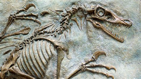 Fossil record. Things To Know About Fossil record. 